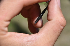 Somatochlora semicircularis