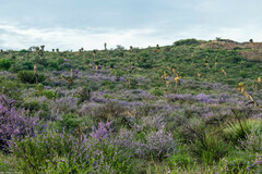 Leucophyllum laevigatum