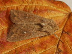 Mythimna albipuncta