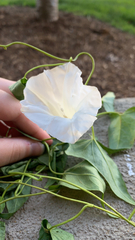 Calystegia sepium