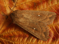 Mythimna albipuncta