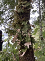 Lobaria