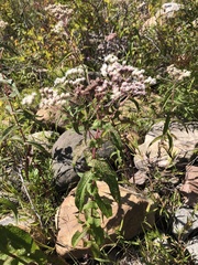 Eupatorium perfoliatum