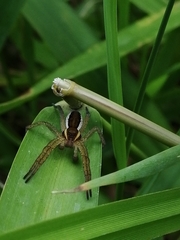 Dolomedes fimbriatus