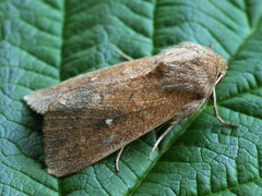 Mythimna albipuncta