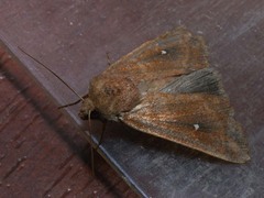 Mythimna albipuncta