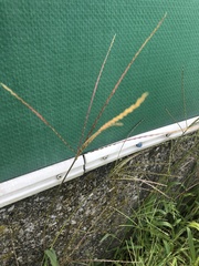 Digitaria sanguinalis