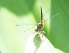 Brachydiplax chalybea