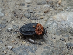 Oiceoptoma thoracicum