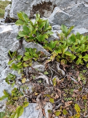 Rhamnus