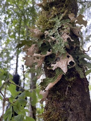 Lobaria