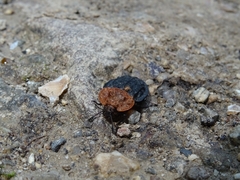 Oiceoptoma thoracicum