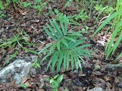 Zamia loddigesii