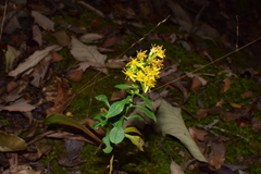 Solidago decurrens