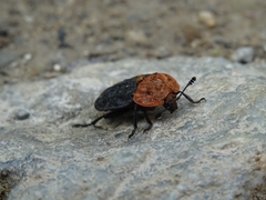 Oiceoptoma thoracicum