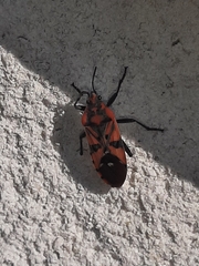 Spilostethus pandurus