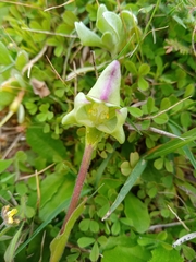 Disperis cucullata