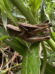 Dichromorpha viridis