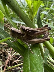 Dichromorpha viridis