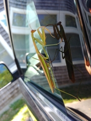 Mantodea