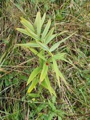 Polygonatum verticillatum