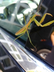 Mantodea