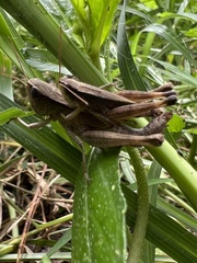 Dichromorpha viridis