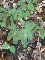 Adiantum pedatum