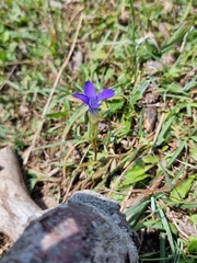 Gentianopsis ciliata ciliata