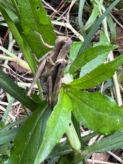 Dichromorpha viridis