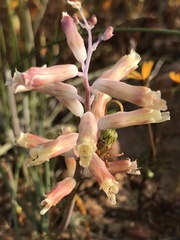 Lachenalia