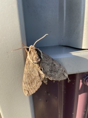 Ceratomia catalpae
