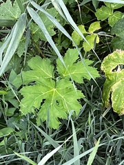 Heracleum mantegazzianum