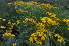 Arnica lanceolata