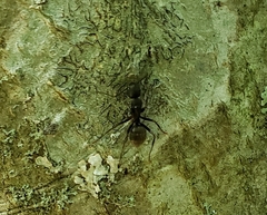 Camponotus pennsylvanicus