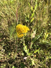 Solidago rigida