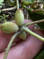 Ampelomyia vitispomum