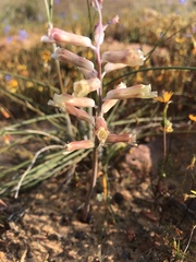 Lachenalia