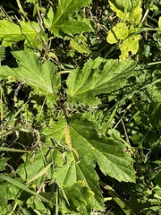 Heracleum mantegazzianum