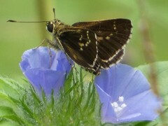 Amblyscirtes aesculapius