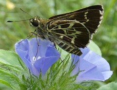 Amblyscirtes aesculapius