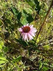 Echinacea purpurea