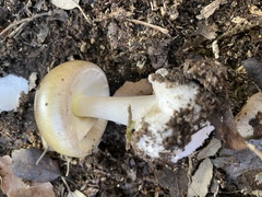 Amanita phalloides
