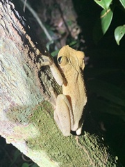 Osteocephalus taurinus