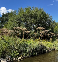 Heracleum mantegazzianum