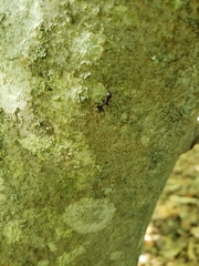 Camponotus pennsylvanicus