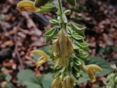 Salvia glutinosa