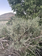 Salix exigua