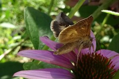 Anagrapha falcifera