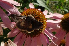 Anagrapha falcifera